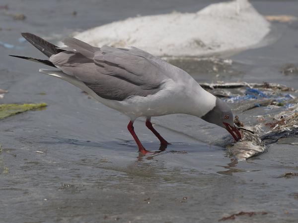<h3><a href="/trips/gambia/biota/animalia/chordata/aves/024 charadriiformes/017 laridae/chroicocephalus cirrocephalus/chroicocephalus cirrocephalus-nl.html">Chroicocephalus&nbsp;cirrocephalus</a> / Grey‑headed&nbsp;gull / Grijskopmeeuw</h3>OM-1 Mark II met OLYMPUS M.150-400mm F4.5, 1/2500 sec  bij F5.0, ISO 200, afstand 9.24&nbsp;m